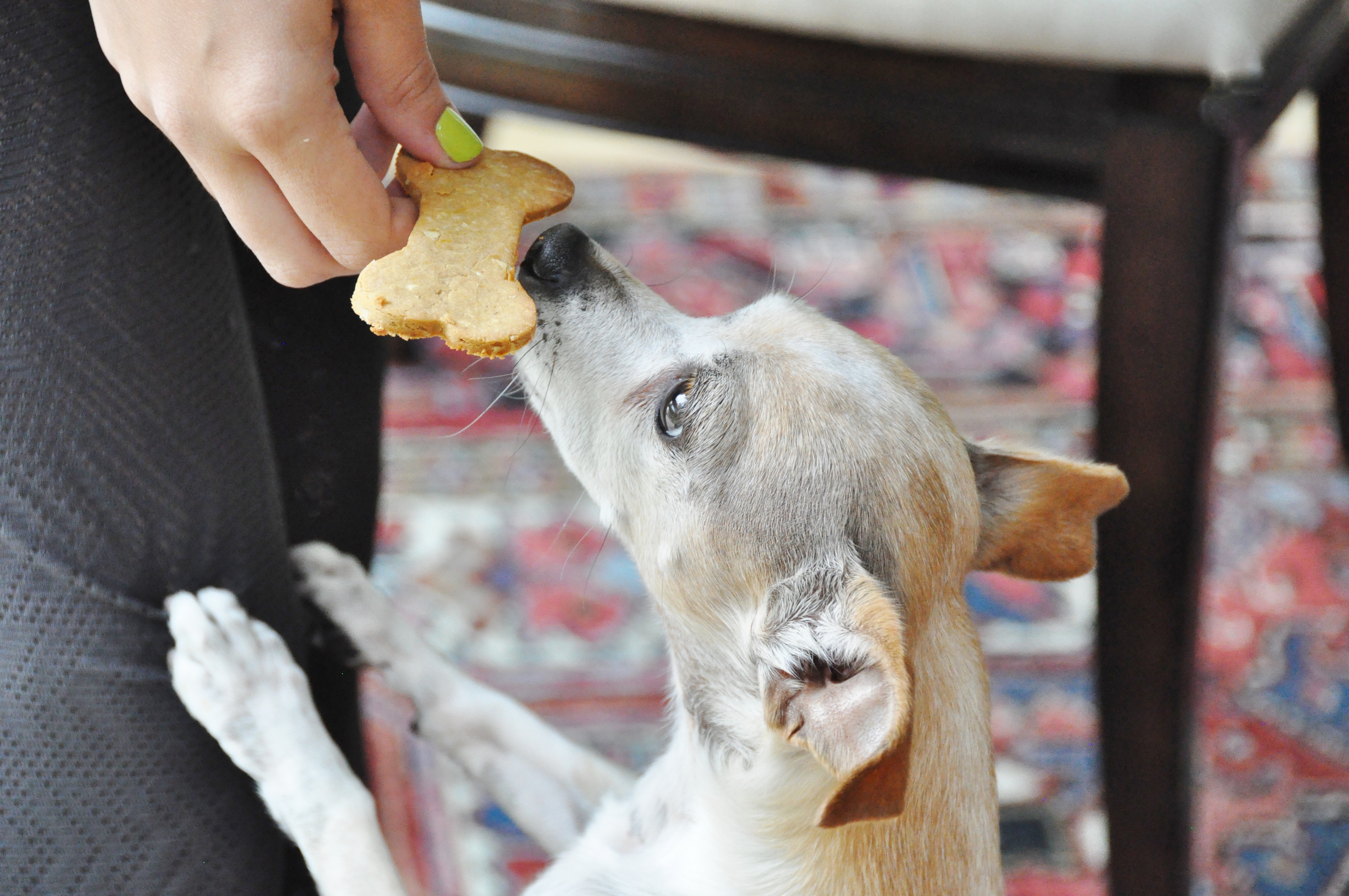 Gizmo eating a dog cookie