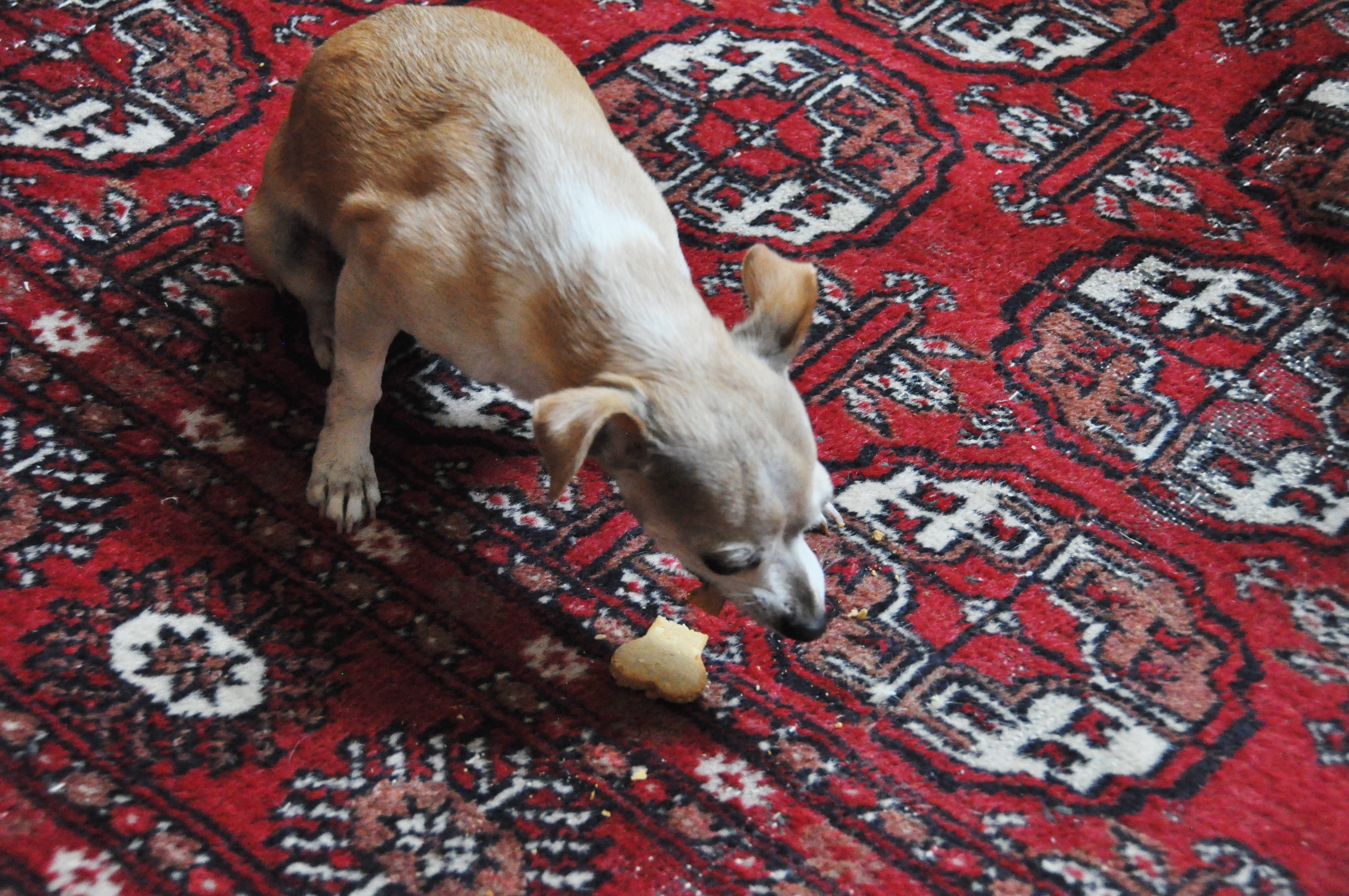 Vegan Dog Cookies