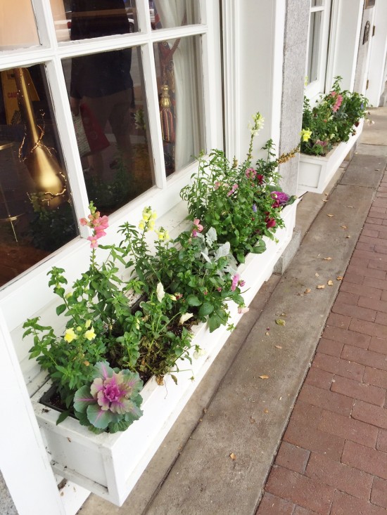 Flower box in January in Savannah, GA