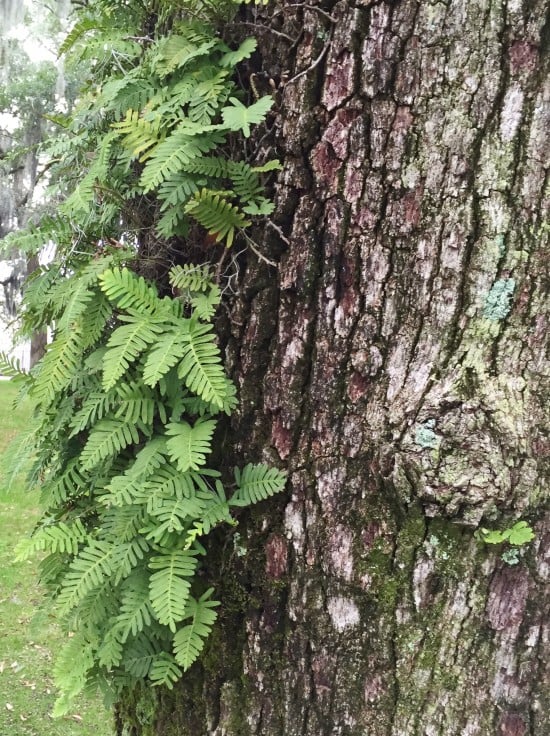 Fern growing from a tree in Savannah, GA