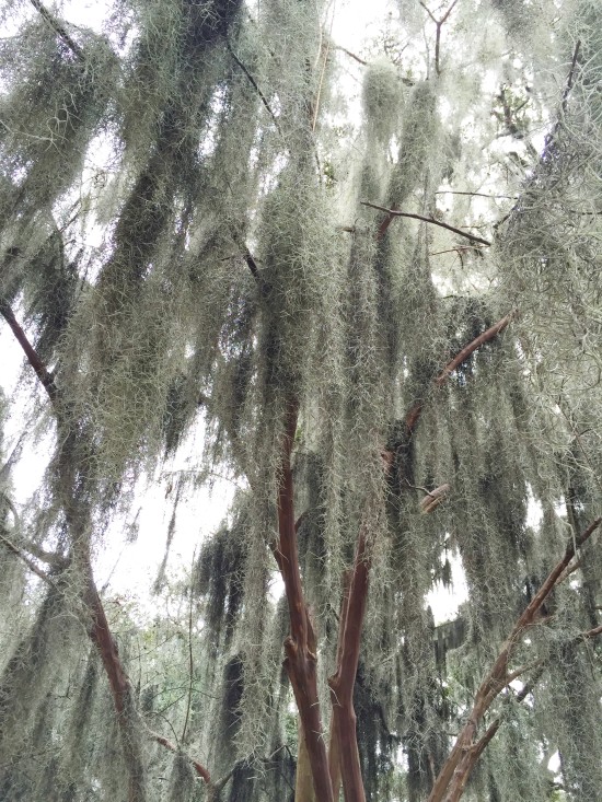 Spanish Moss