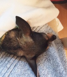 A small brown and tan dog with large pointy ears sleeping on a woman's lap covered in a white blanket
