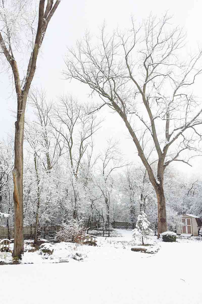 A snowy landscape with mature trees and shrubs and two wood bridges and a brown shed 