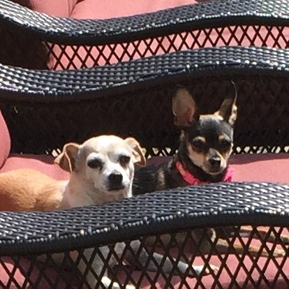 Coco and Gizmo