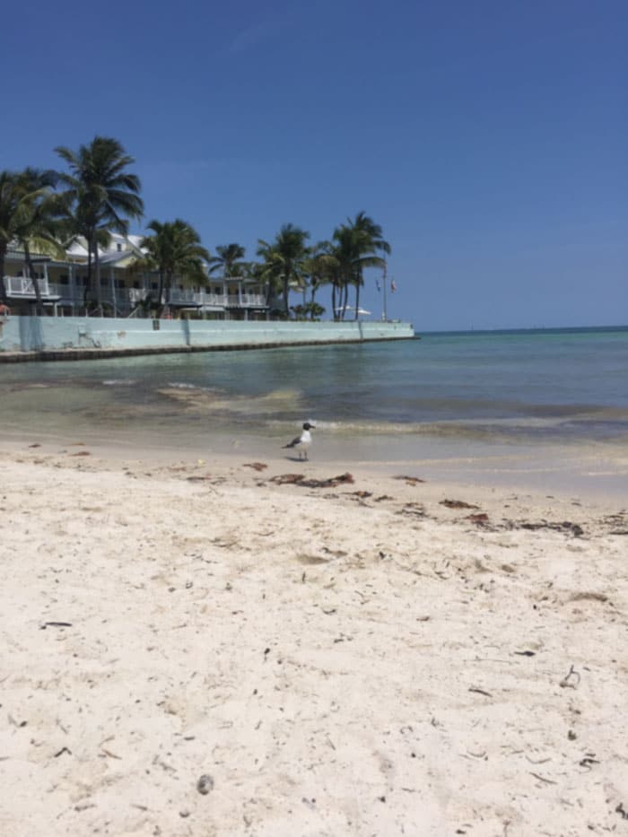 What I Ate in Key West While Training for a Marathon