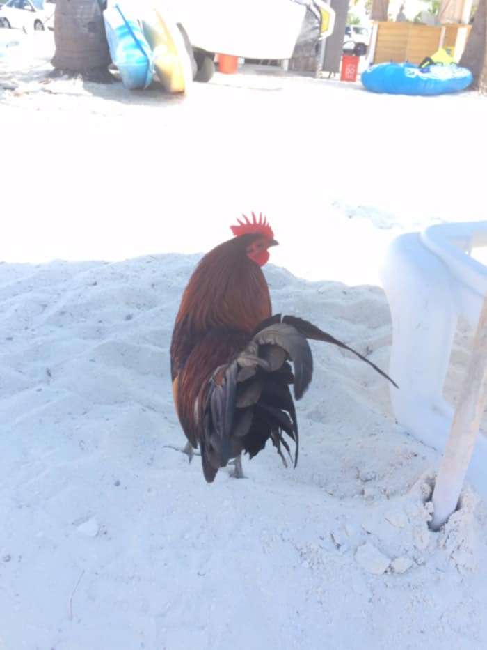 What I Ate in Key West While Training for a Marathon