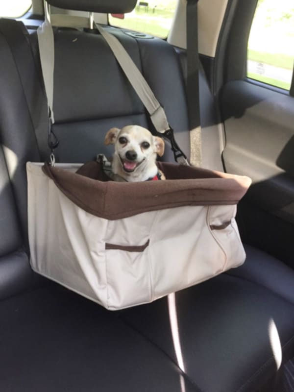 A fun dog walk