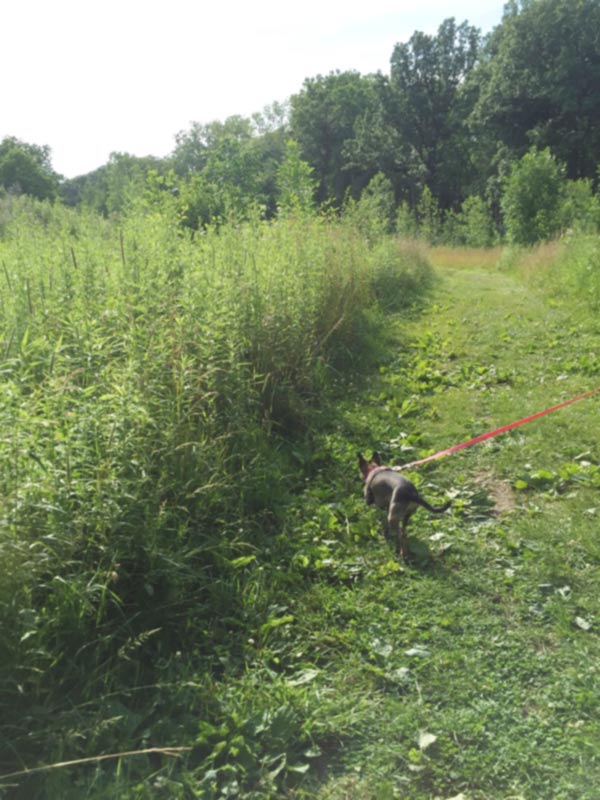 A fun dog walk