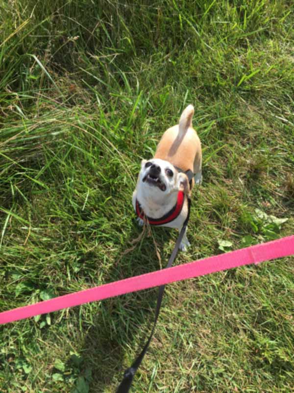 A fun dog walk