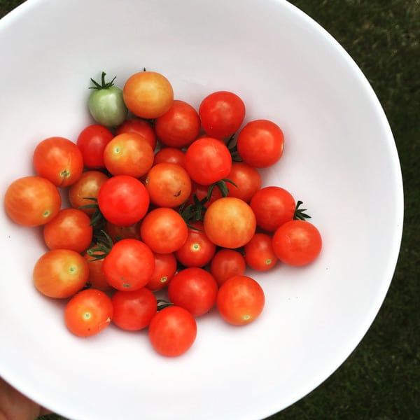How to get enough protein and nutrients to handle endurance training on a plant-based vegan diet! www.veganosity.com