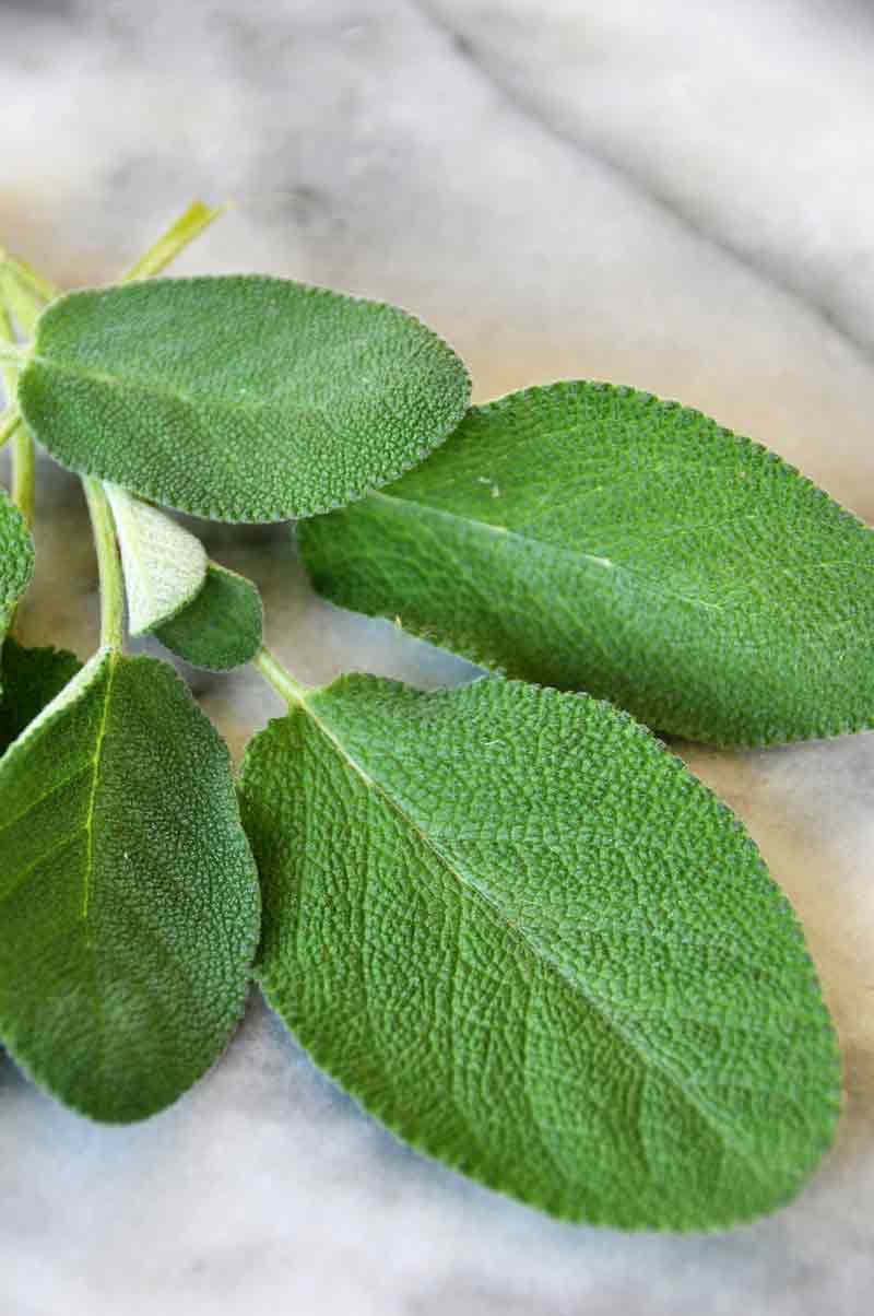 sage leaves