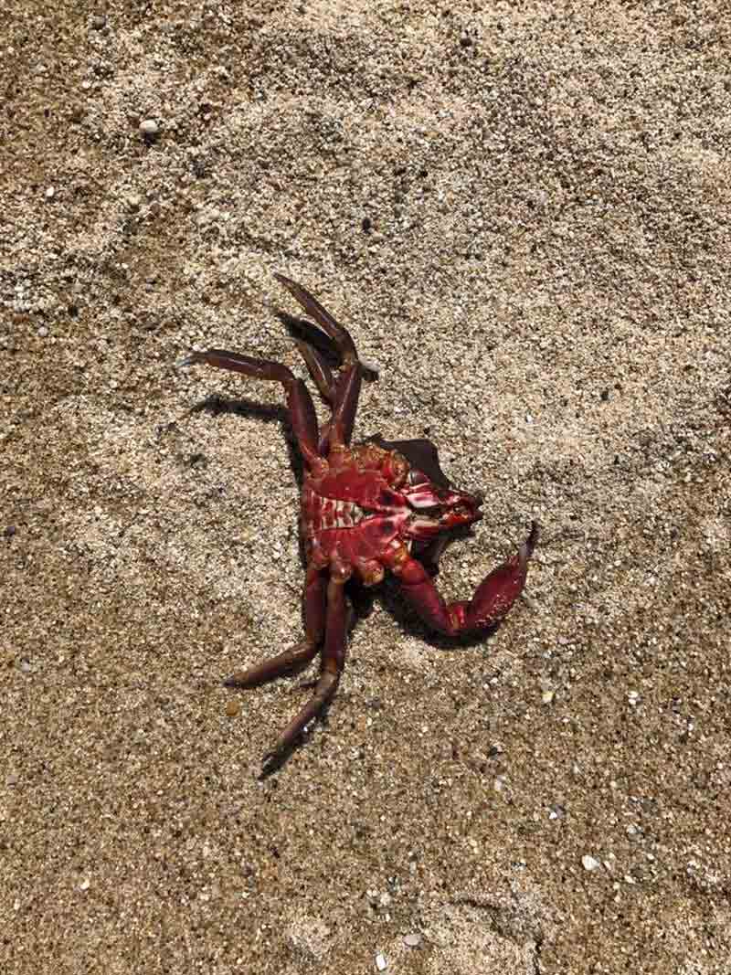 a Crab in the sand