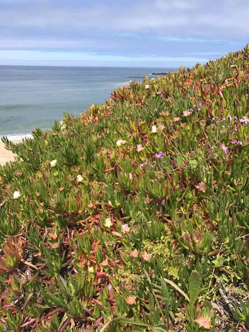 Wild Flowers, Half Moon Bay, CA